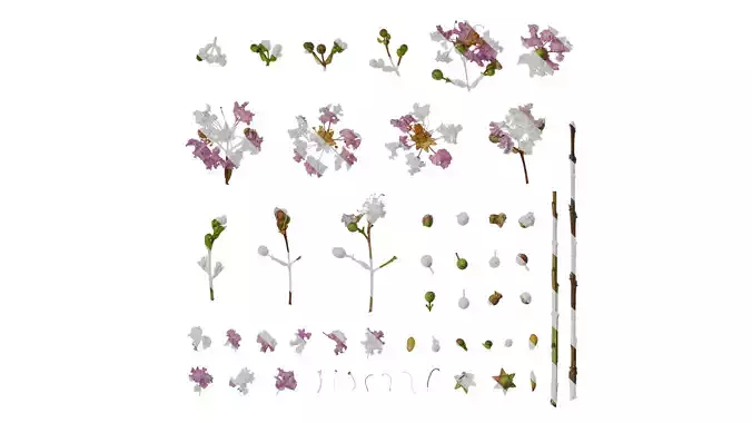 Anydrafts Lagerstroemia indica Atlas 02