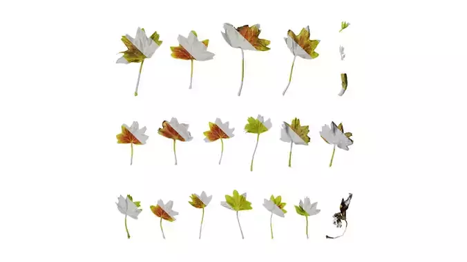 Anydrafts Pelargonium vancouver centennial Leaf 01