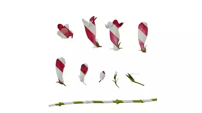 Anydrafts Penstemon barbatus Atlas 01