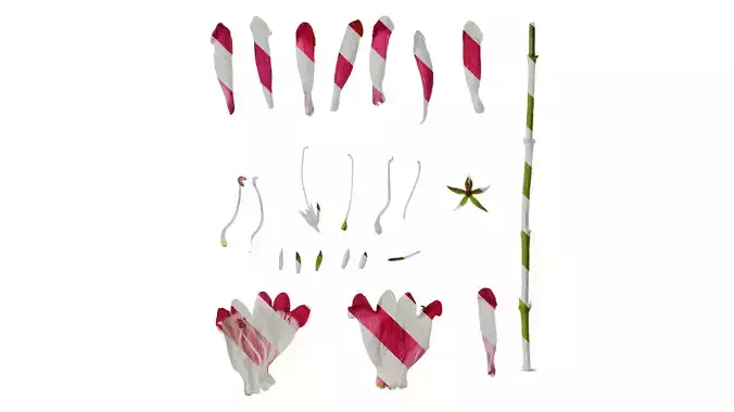 Anydrafts Penstemon barbatus Flower 01