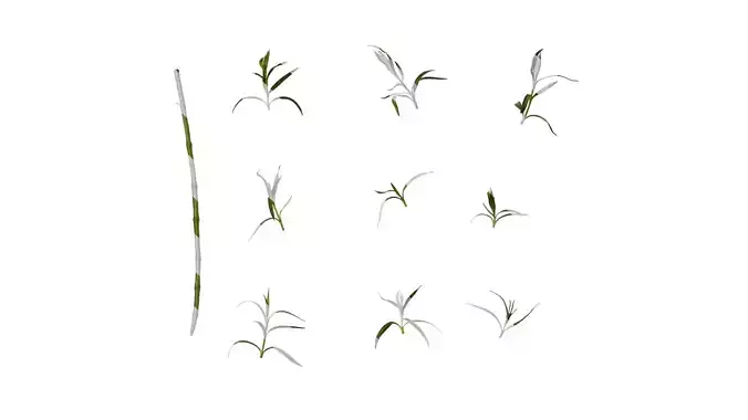 Anydrafts Penstemon barbatus Leaf 01