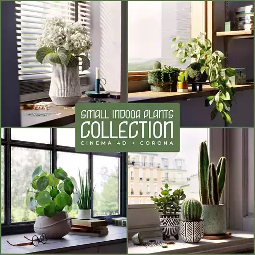 Indoor plants collection