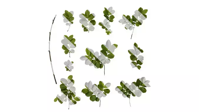 Anydrafts Lagerstroemia indica Atlas 15