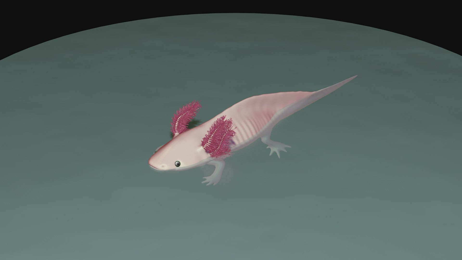 White and pink axolotl 3D model_4