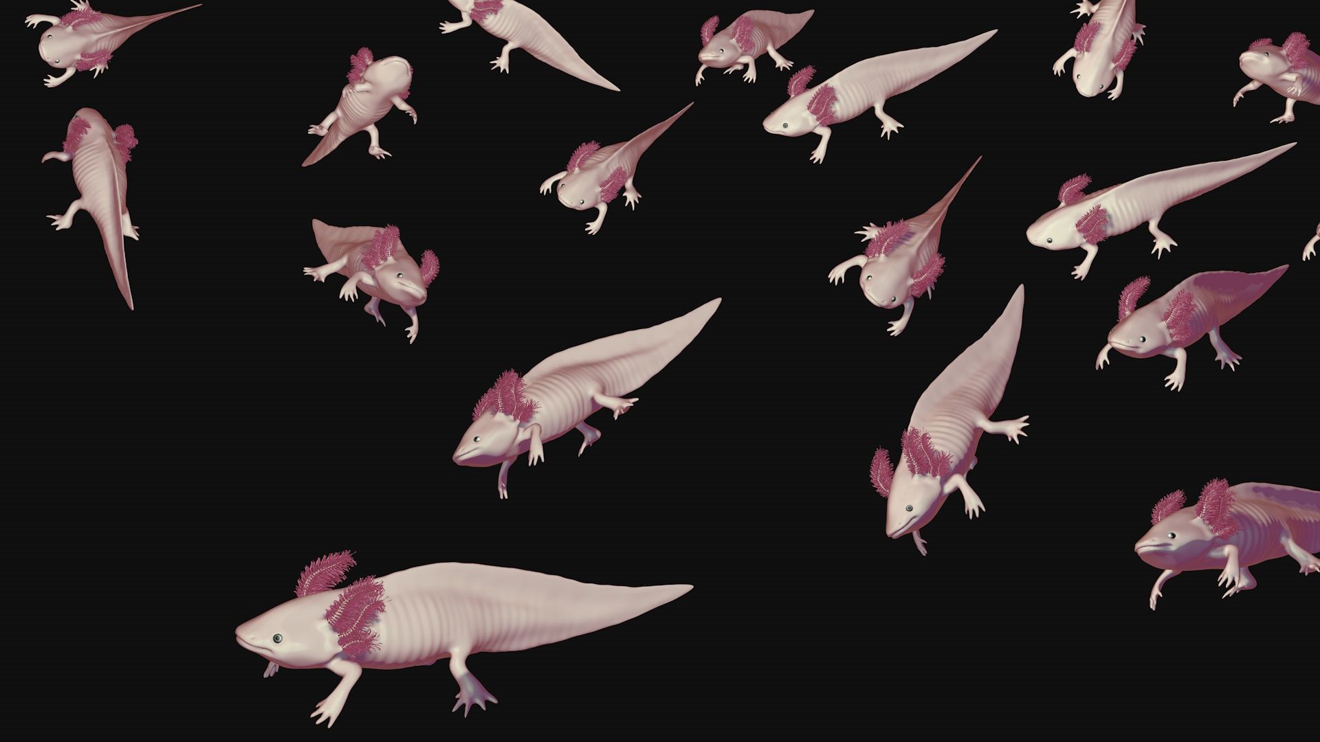 White and pink axolotl 3D model_6