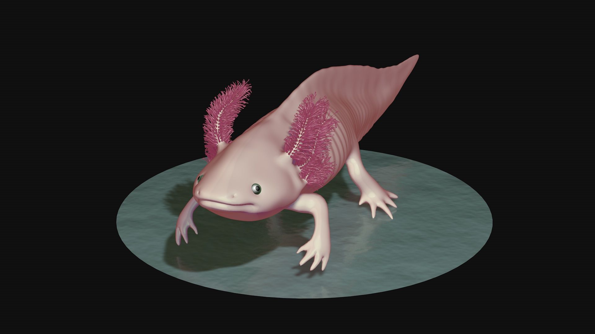 White and pink axolotl 3D model_3