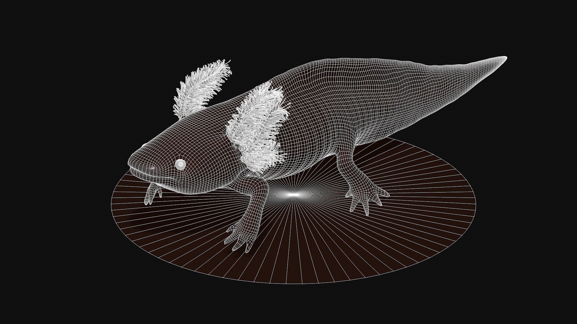 White and pink axolotl 3D model_8