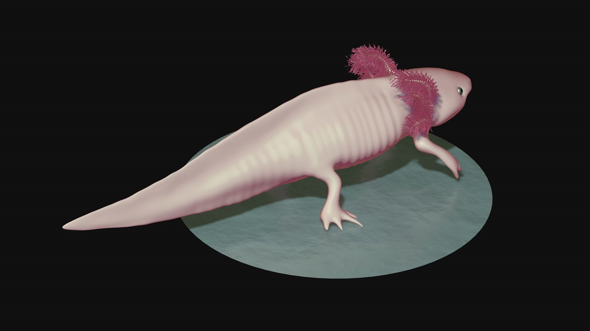 White and pink axolotl 3D model_2