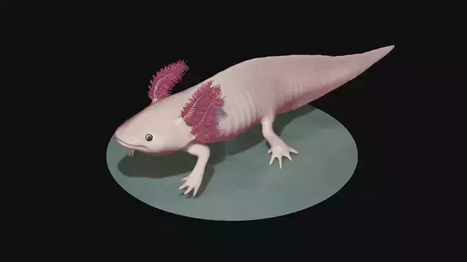 White and pink axolotl 3D model White and pink axolotl 3D model