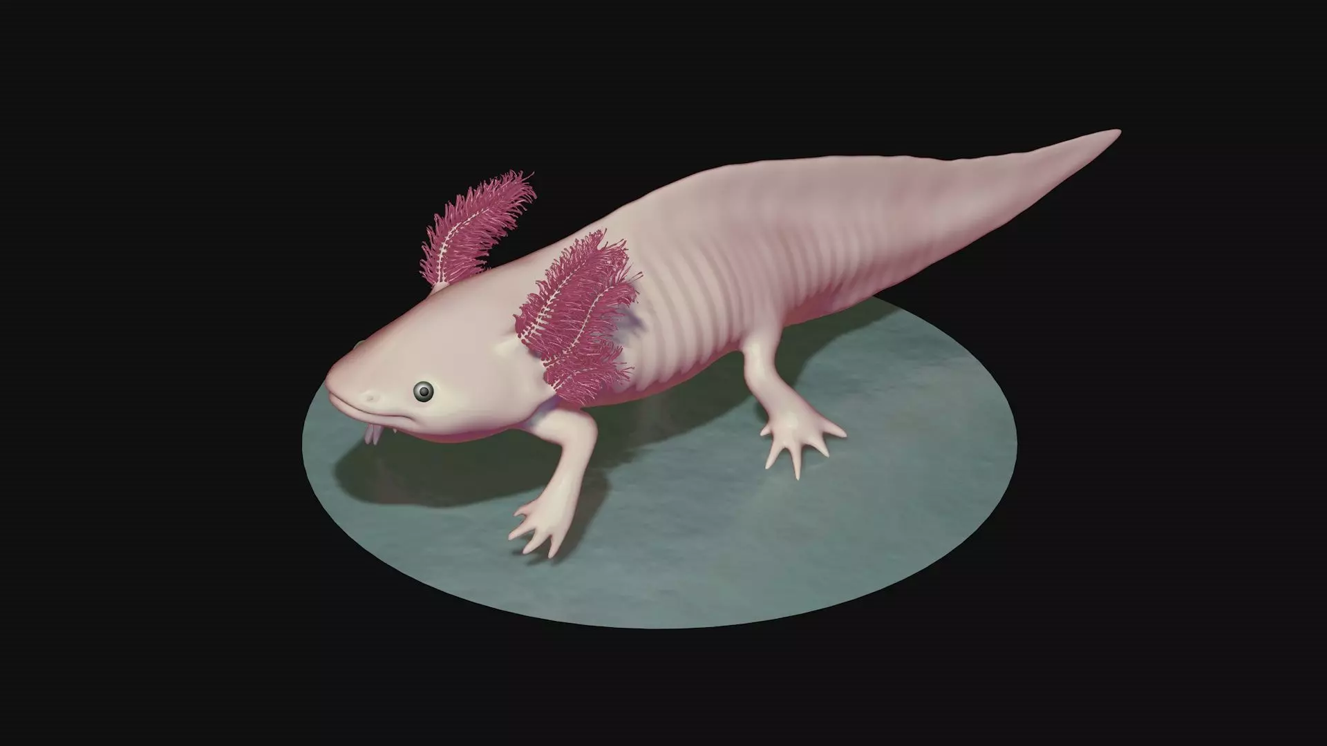 White and pink axolotl 3D model_0