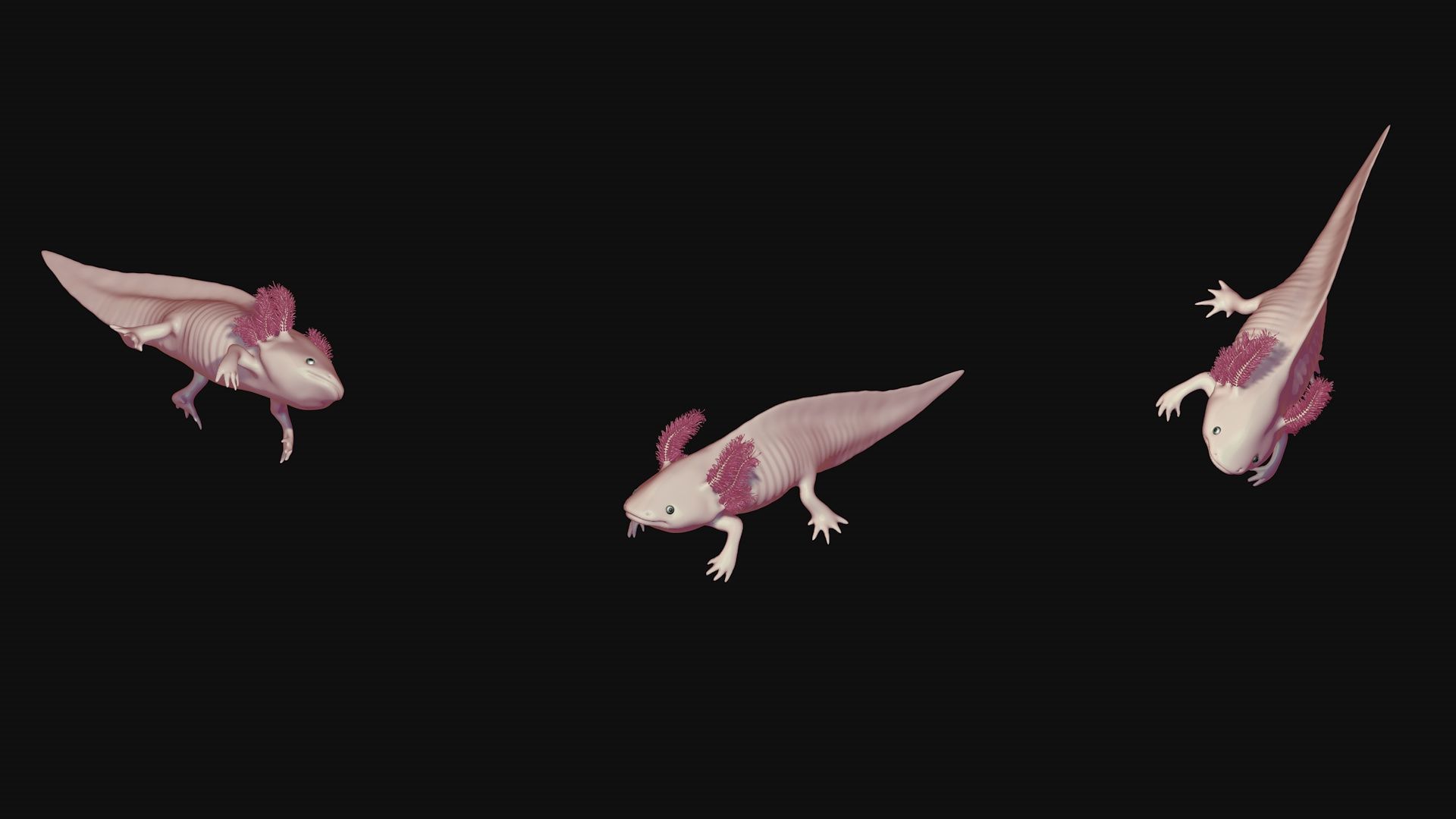 White and pink axolotl 3D model_5