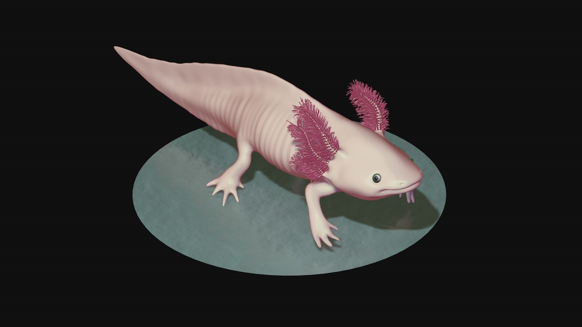 White and pink axolotl 3D model_1
