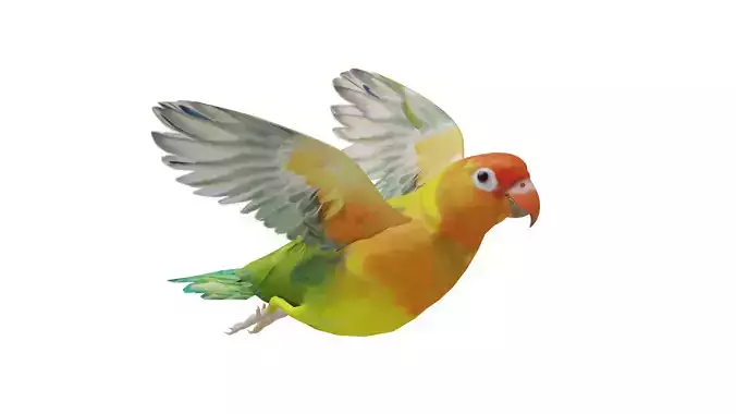 Lovebird Parrot Low-poly 3D model