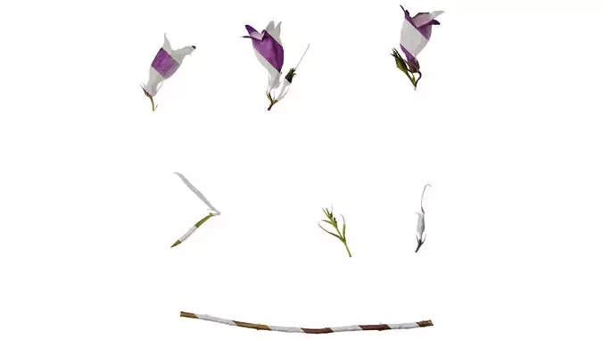 Anydrafts Penstemon campanulatus Atlas 02 Texture