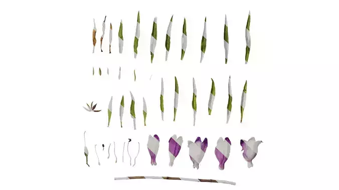 Anydrafts Penstemon campanulatus Atlas 03