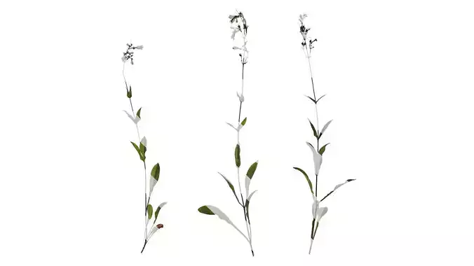 Anydrafts Penstemon digitalis Atlas 01