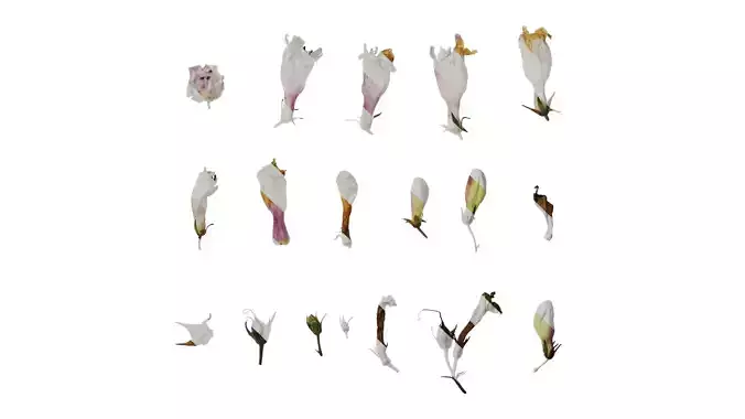 Anydrafts Penstemon digitalis Flower 01