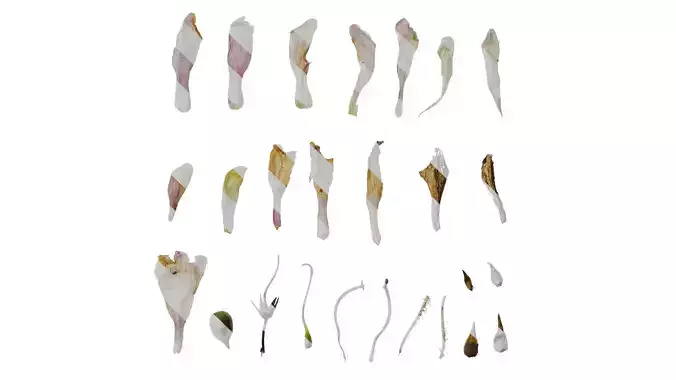 Anydrafts Penstemon digitalis Flower 02