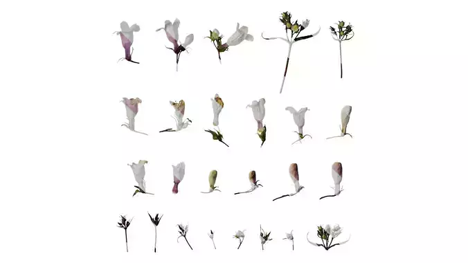 Anydrafts Penstemon digitalis Flower 03