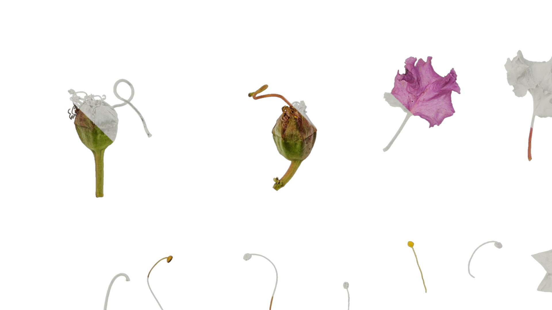 Anydrafts Lagerstroemia indica Flower 05 Texture_3