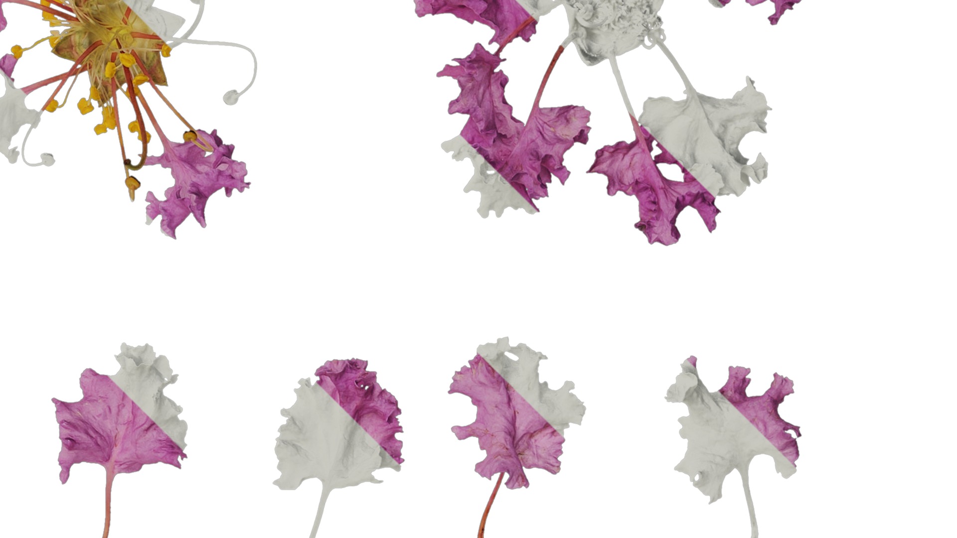 Anydrafts Lagerstroemia indica Flower 05 Texture_2