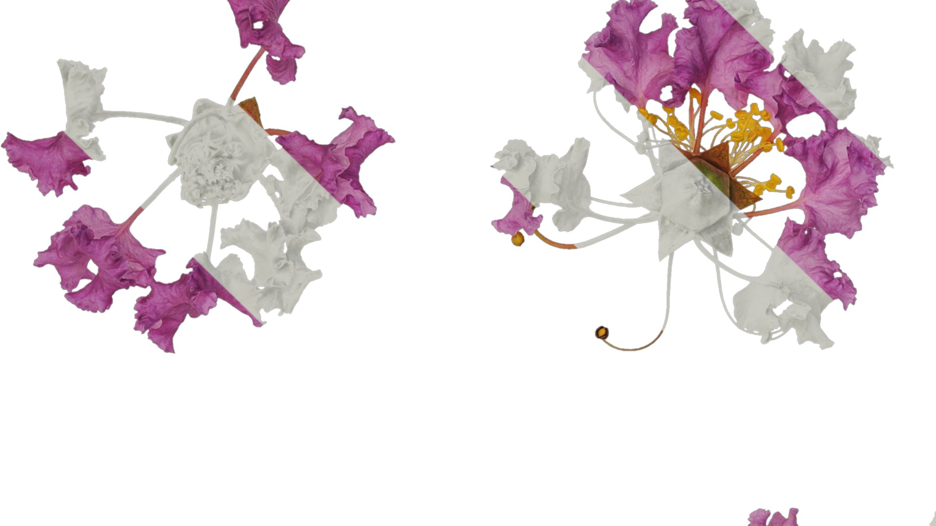 Anydrafts Lagerstroemia indica Flower 05 Texture_1