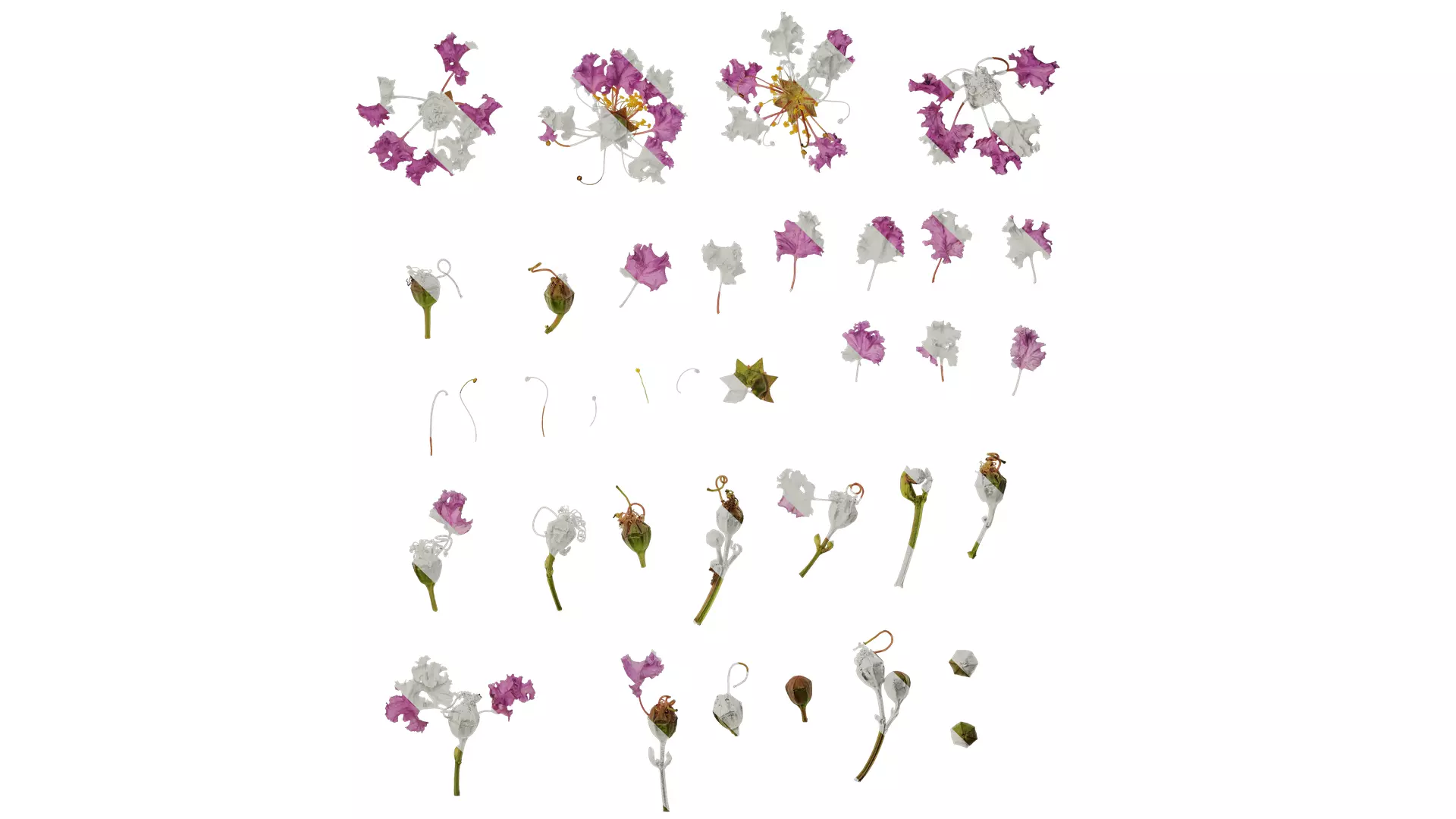 Anydrafts Lagerstroemia indica Flower 05 Texture_0