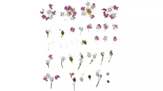 Anydrafts Lagerstroemia indica Flower 05