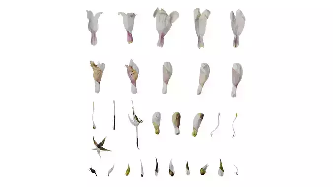 Anydrafts Penstemon digitalis Flower 04