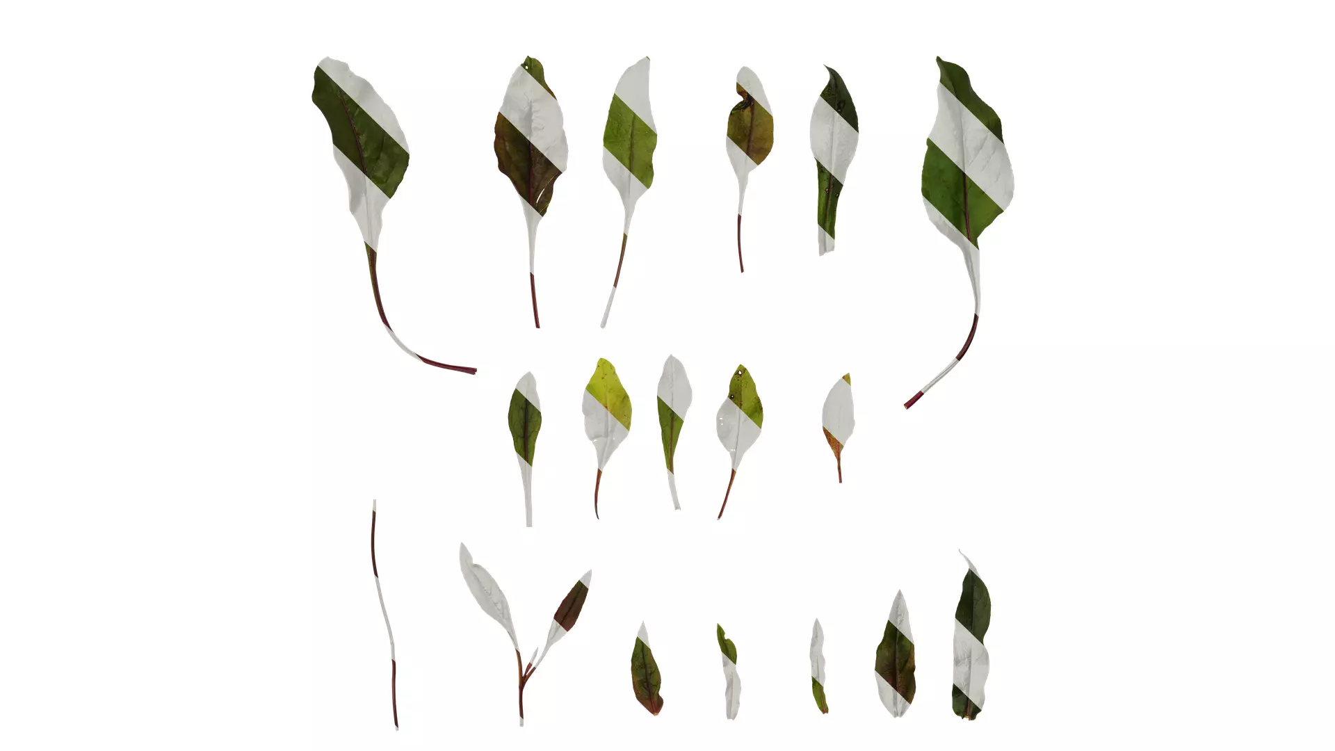 Anydrafts Penstemon digitalis Leaf 01 Texture_0