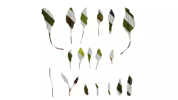 Anydrafts Penstemon digitalis Leaf 01