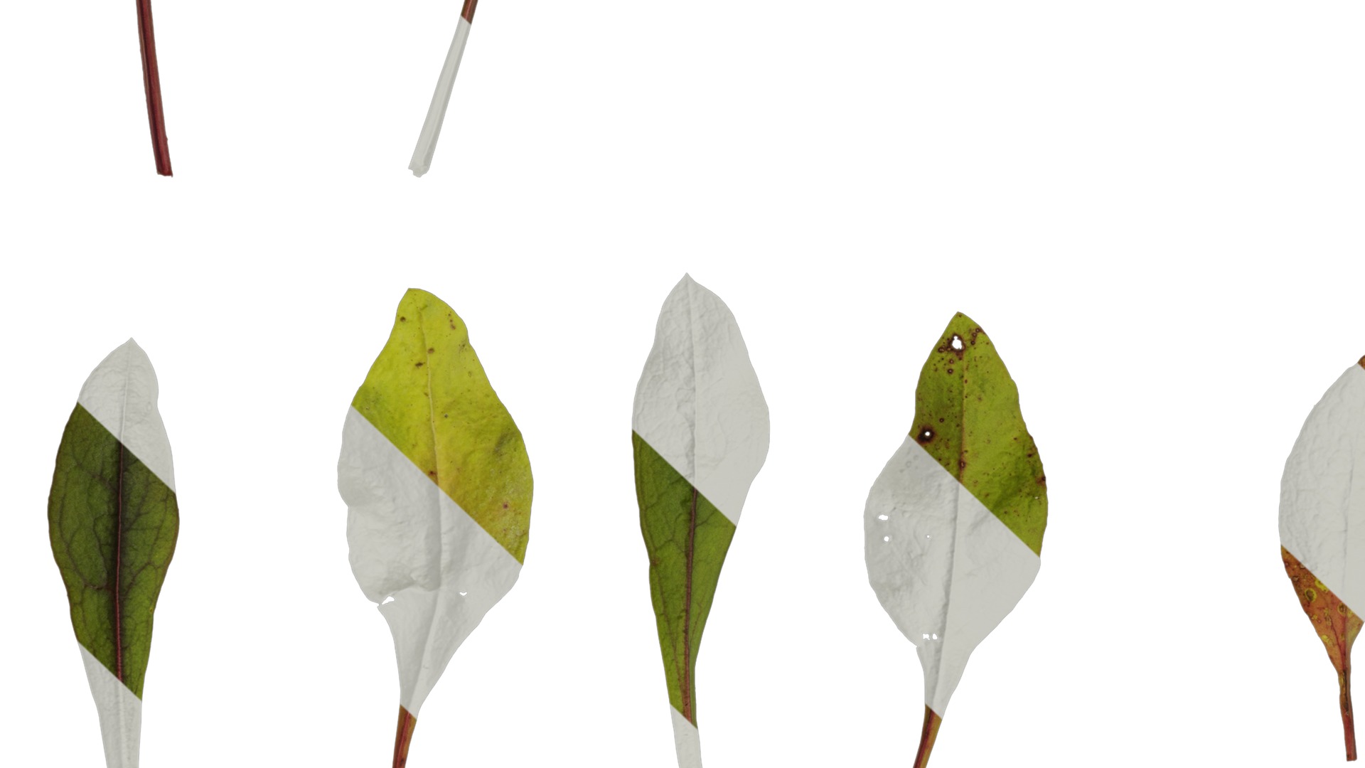 Anydrafts Penstemon digitalis Leaf 01 Texture_7