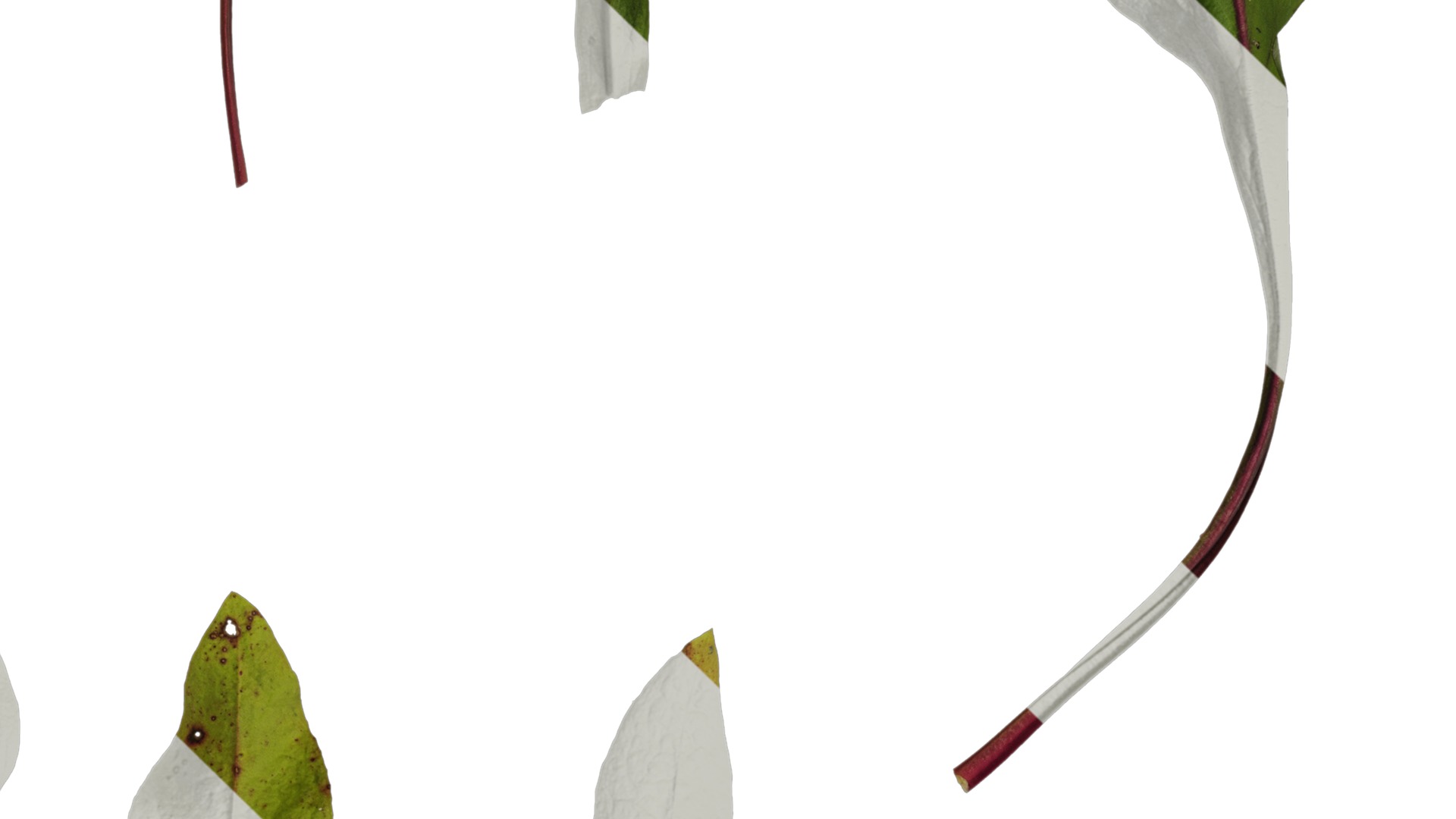 Anydrafts Penstemon digitalis Leaf 01 Texture_4