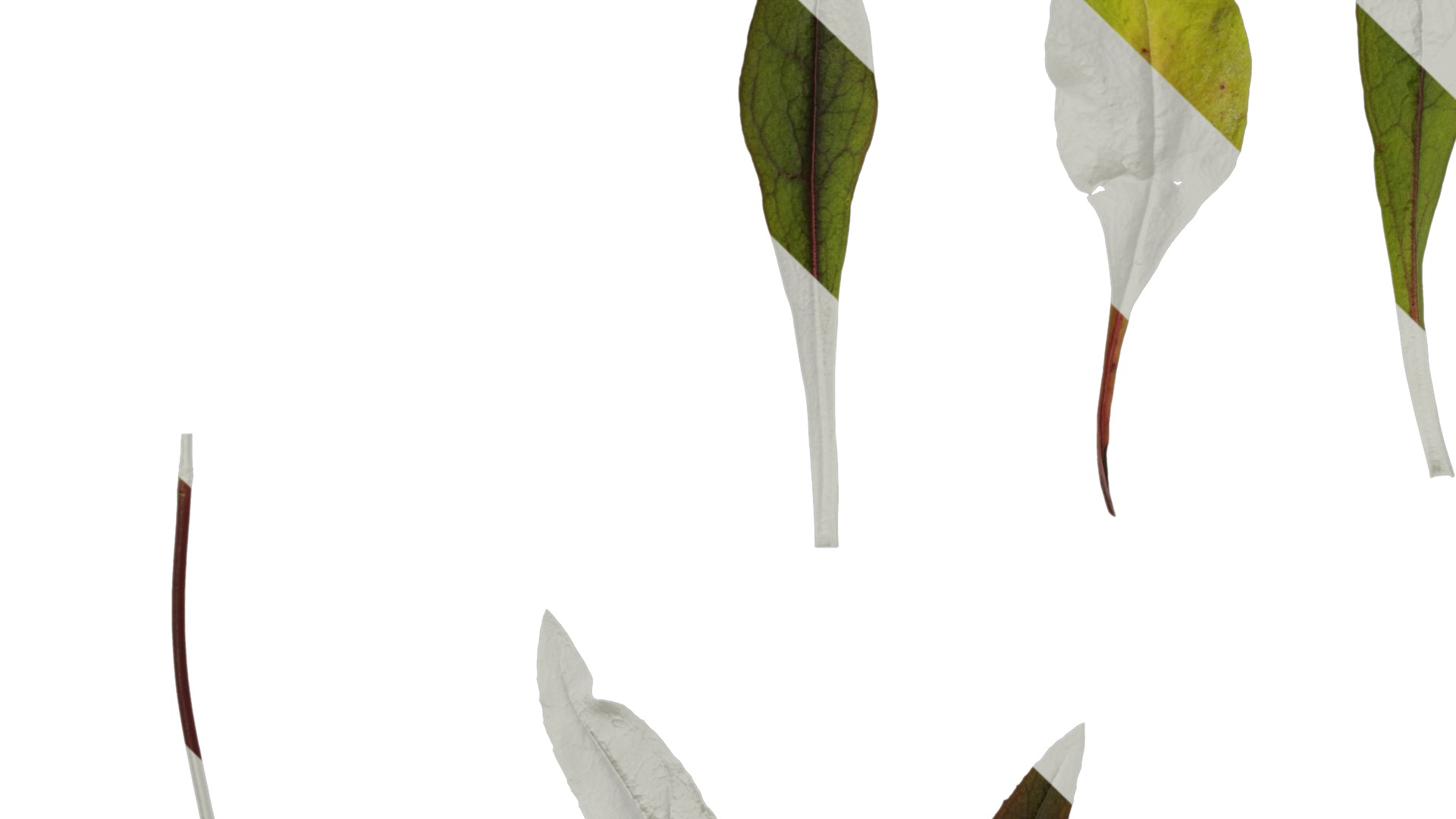 Anydrafts Penstemon digitalis Leaf 01 Texture_5