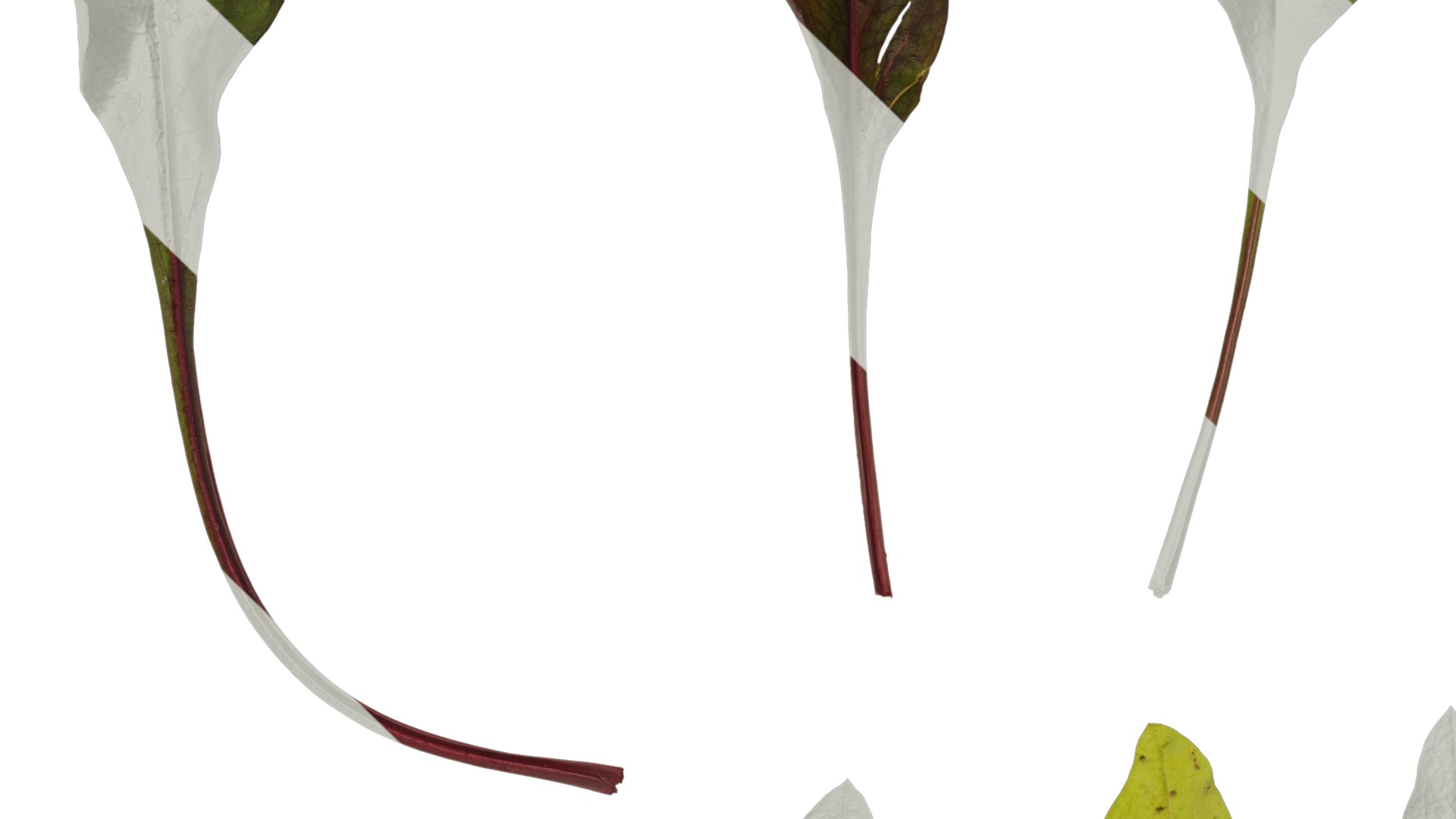 Anydrafts Penstemon digitalis Leaf 01 Texture_3