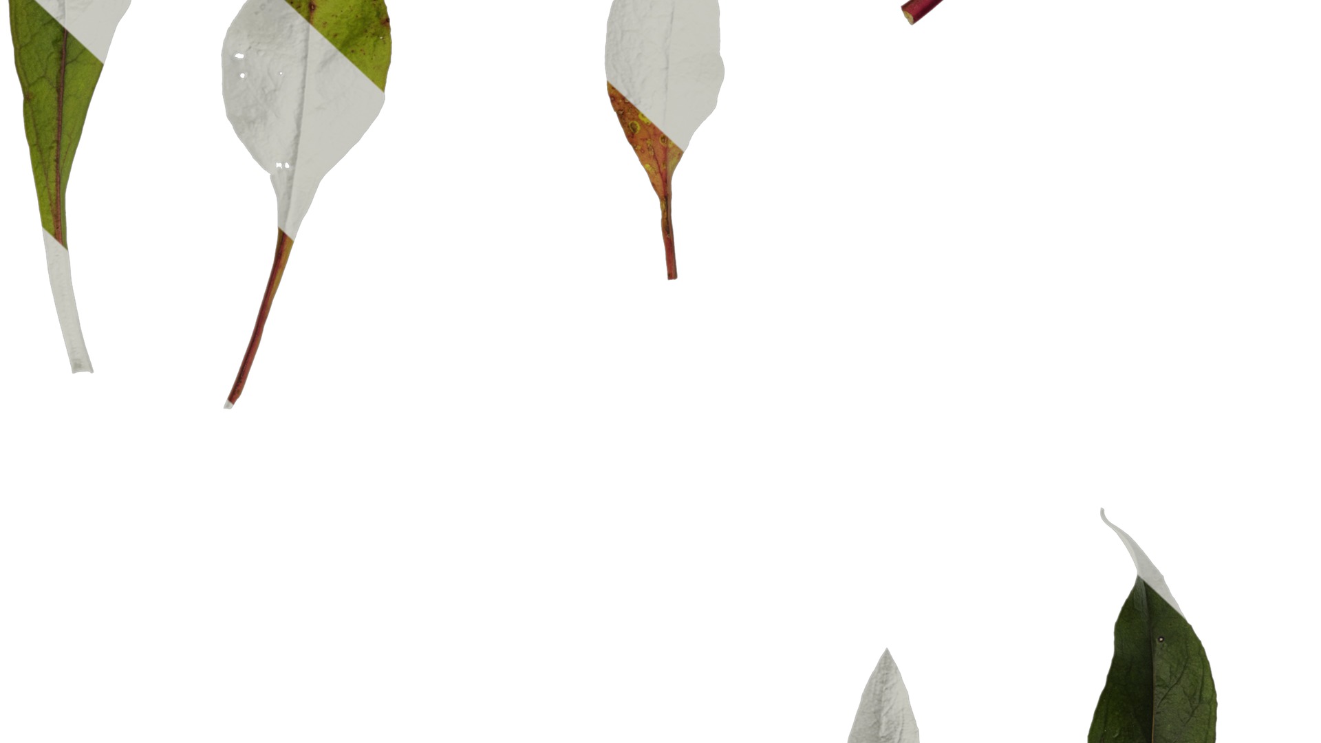 Anydrafts Penstemon digitalis Leaf 01 Texture_6