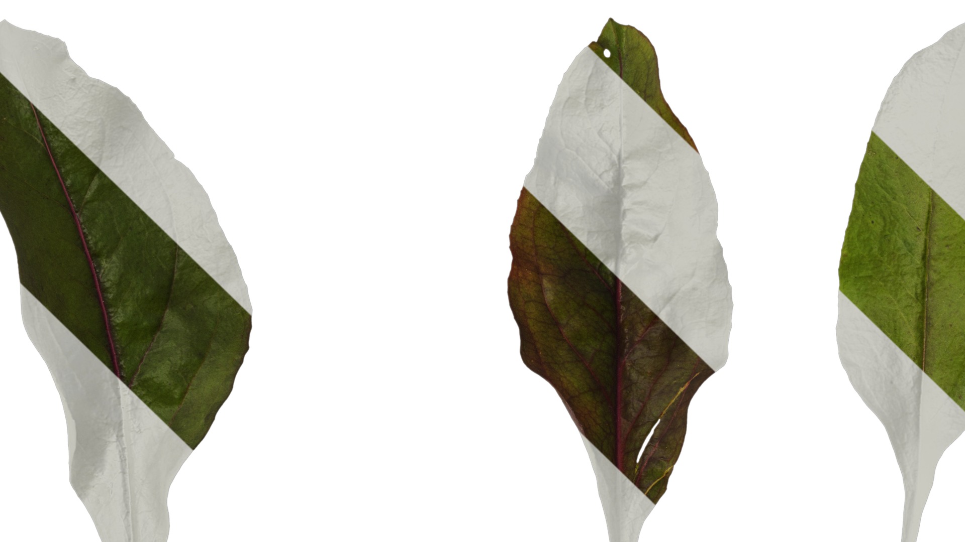 Anydrafts Penstemon digitalis Leaf 01 Texture_1