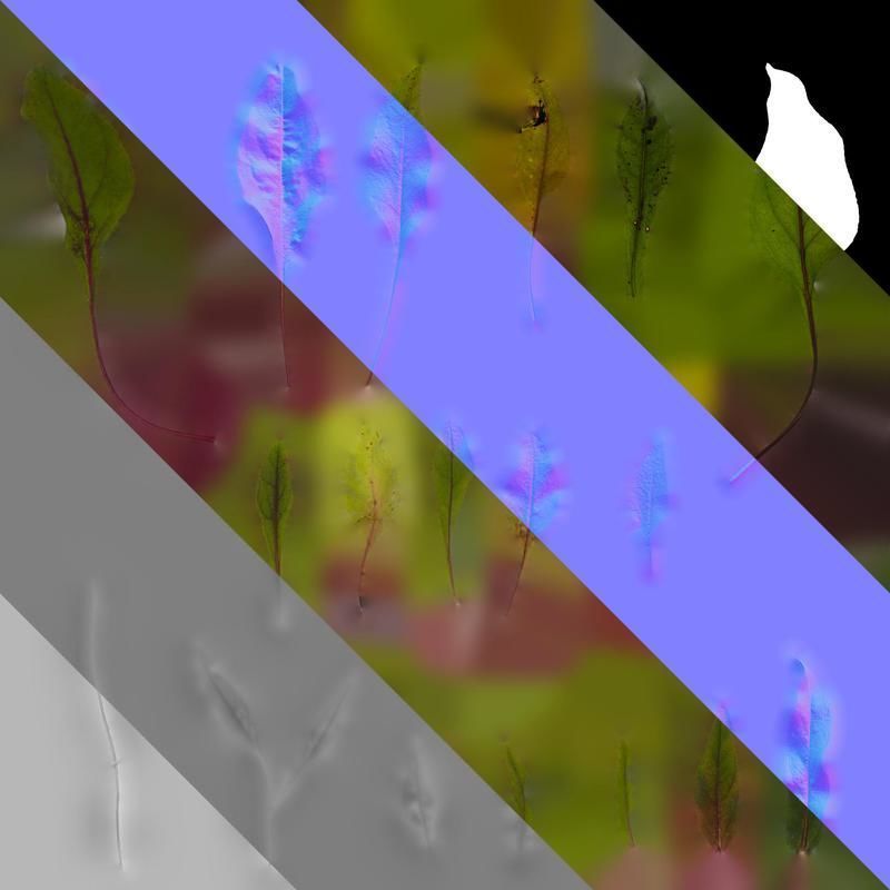 Anydrafts Penstemon digitalis Leaf 01 Texture_8