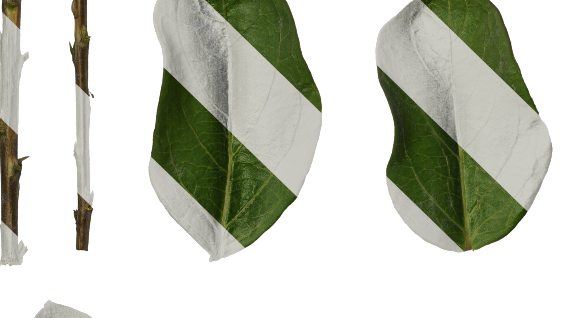 Anydrafts Lagerstroemia indica Leaf 01 Texture_5