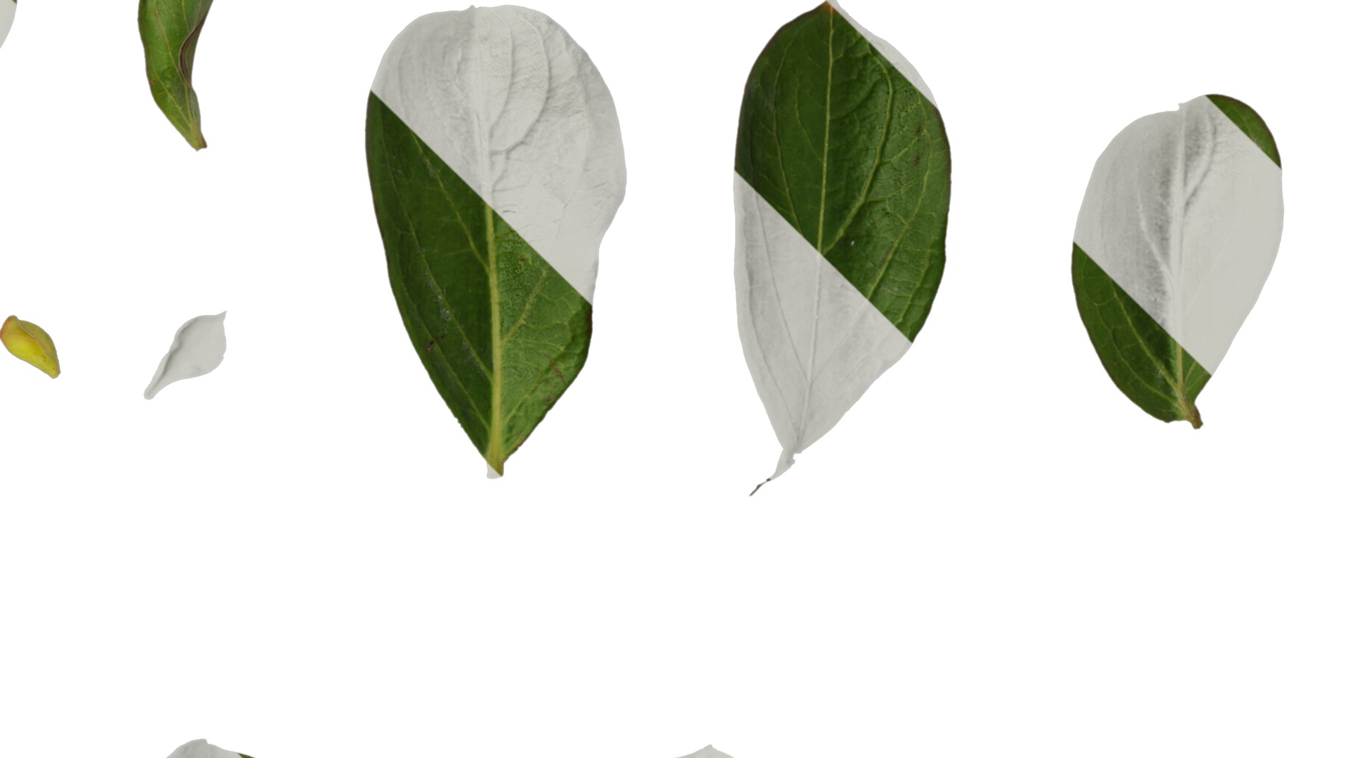 Anydrafts Lagerstroemia indica Leaf 01 Texture_4