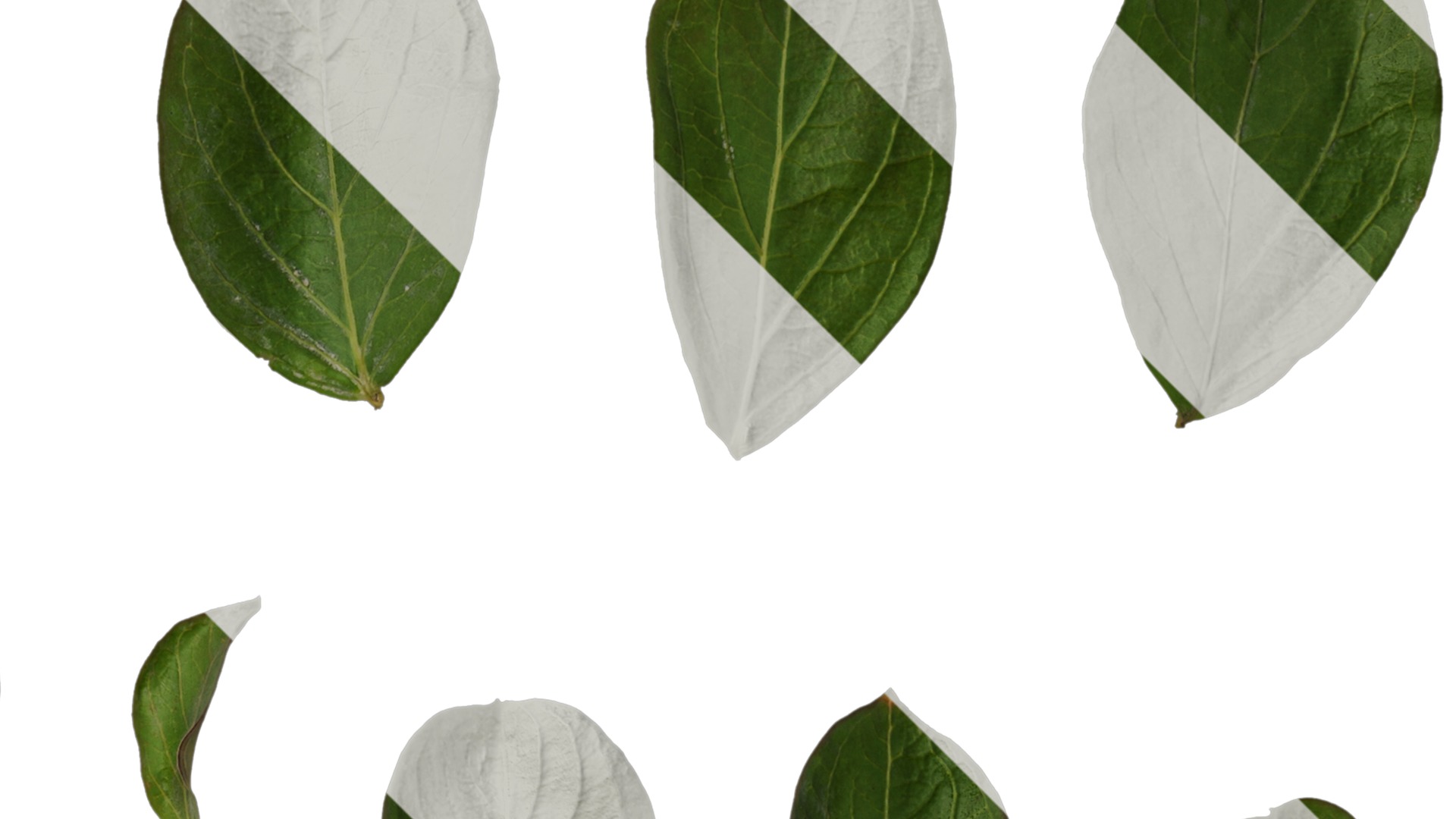 Anydrafts Lagerstroemia indica Leaf 01 Texture_2