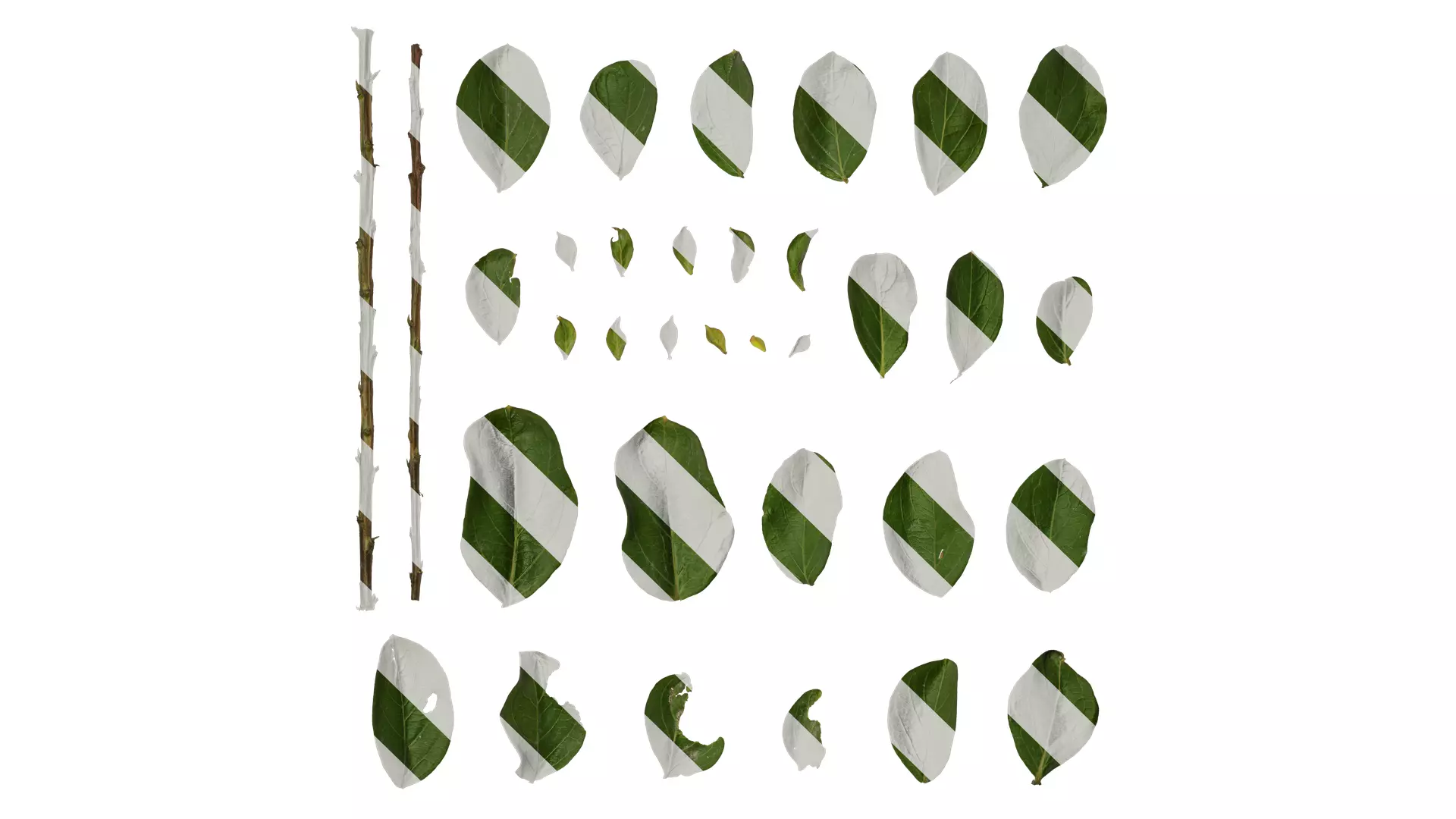 Anydrafts Lagerstroemia indica Leaf 01 Texture_0