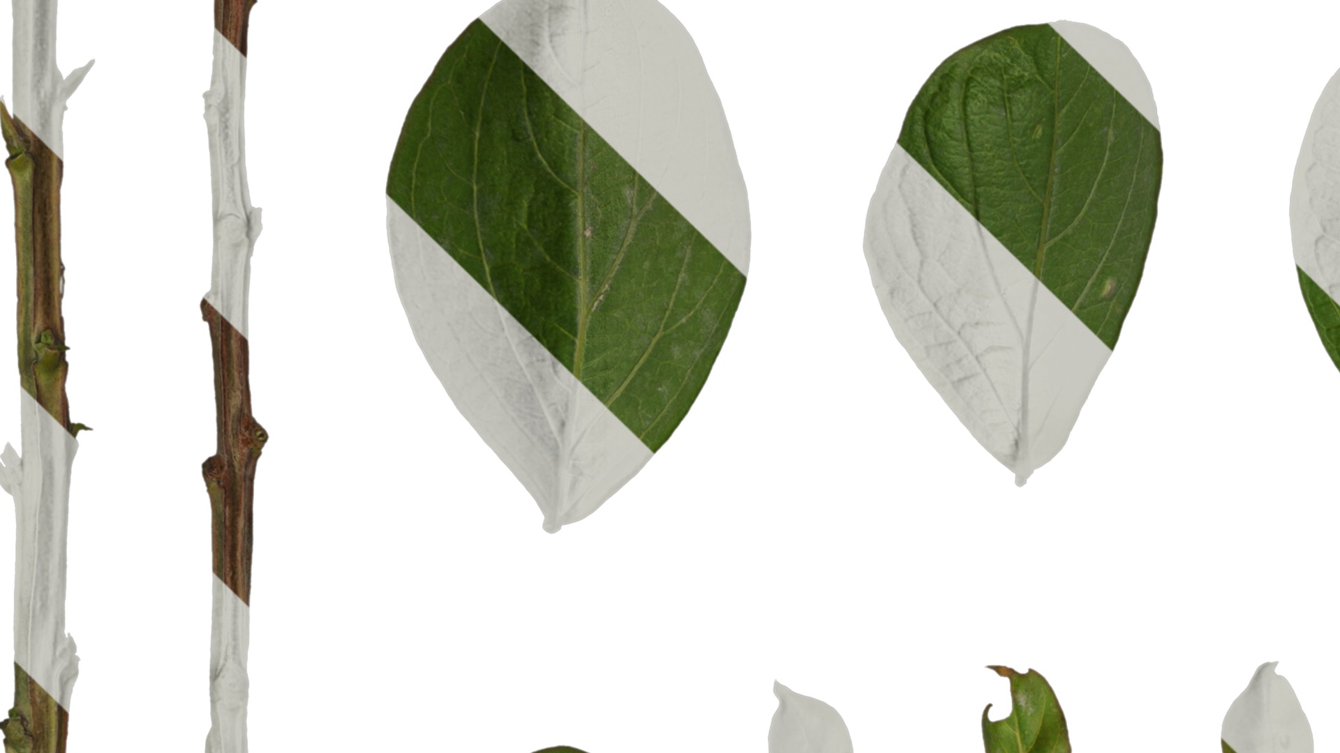 Anydrafts Lagerstroemia indica Leaf 01 Texture_1