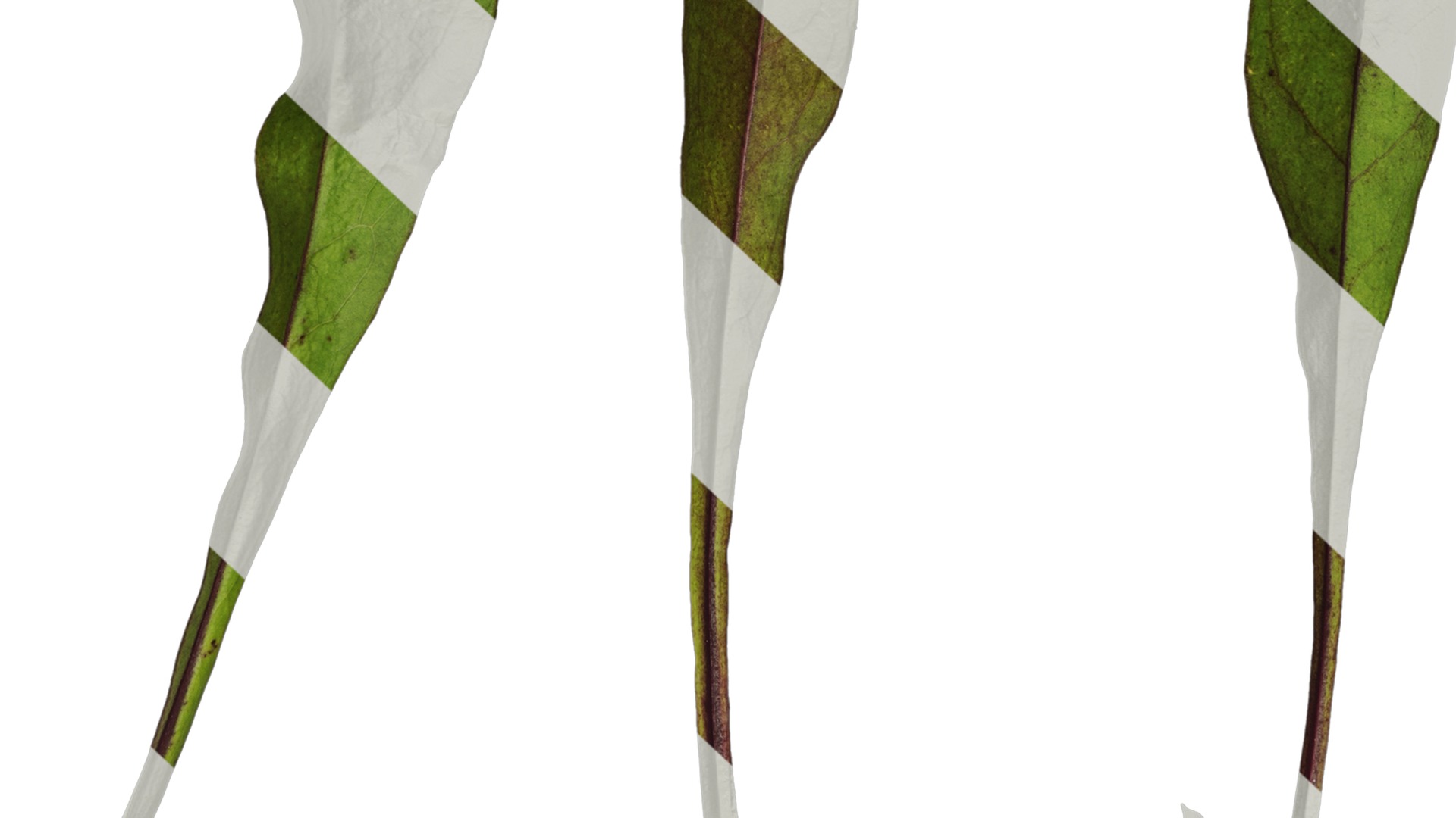 Anydrafts Penstemon digitalis Leaf 02 Texture_7