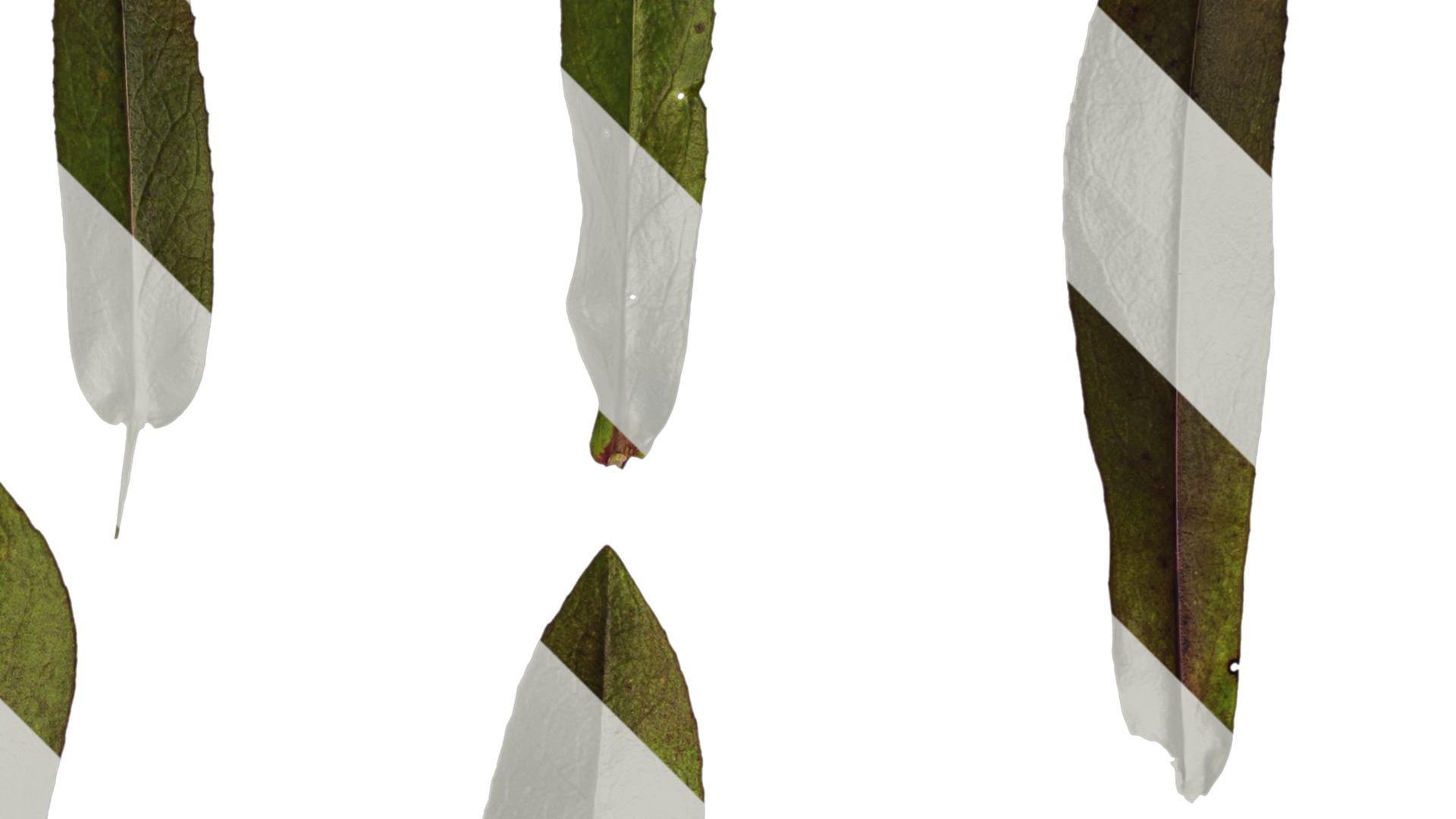 Anydrafts Penstemon digitalis Leaf 02 Texture_2