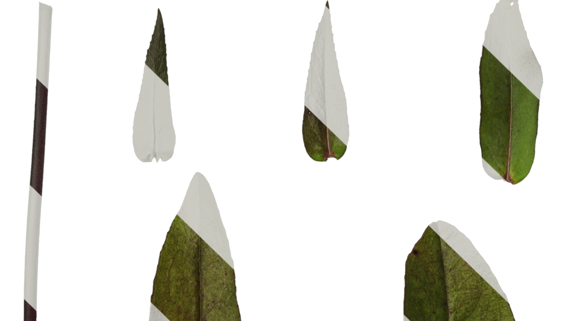 Anydrafts Penstemon digitalis Leaf 02 Texture_1