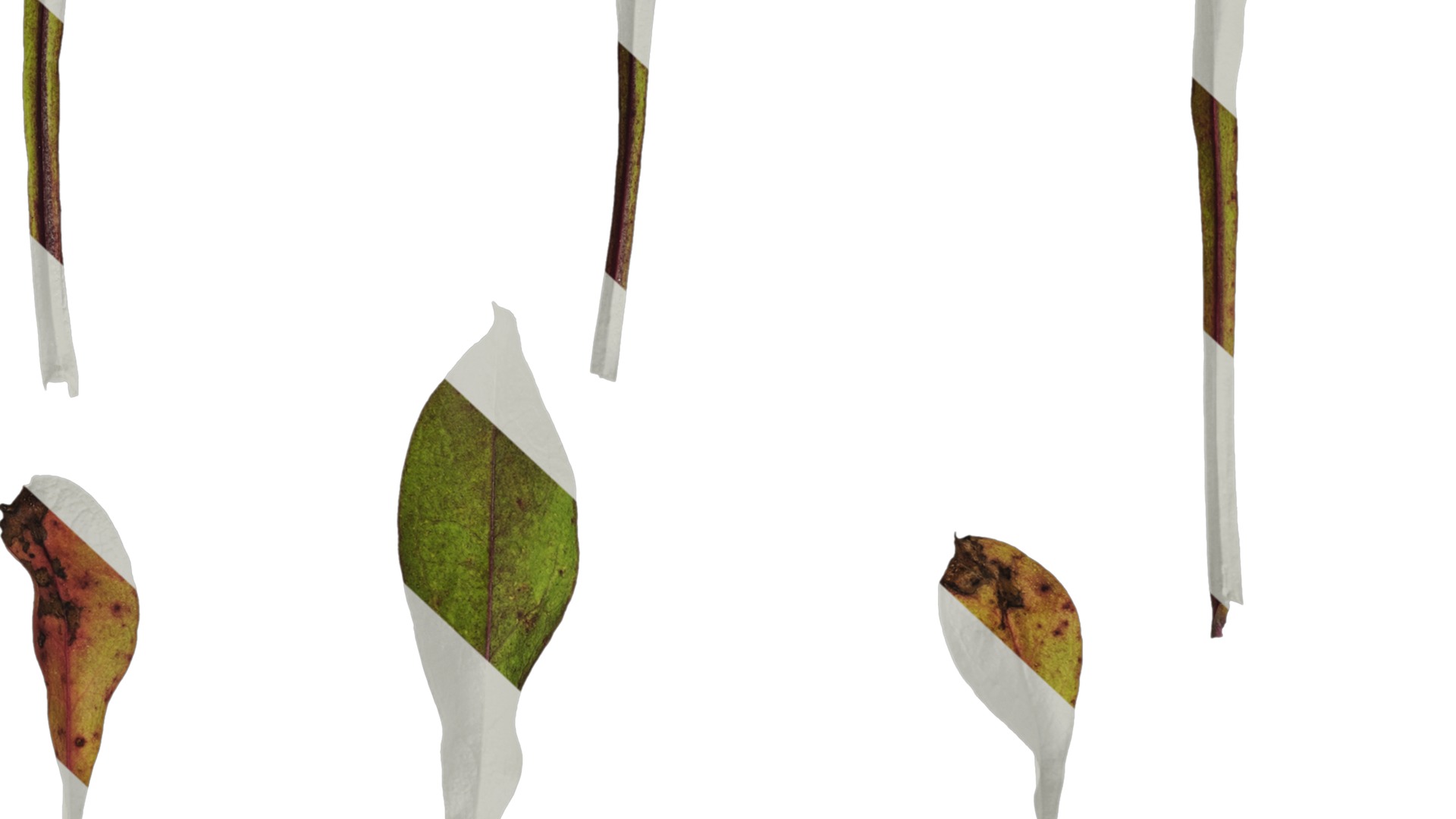 Anydrafts Penstemon digitalis Leaf 02 Texture_6