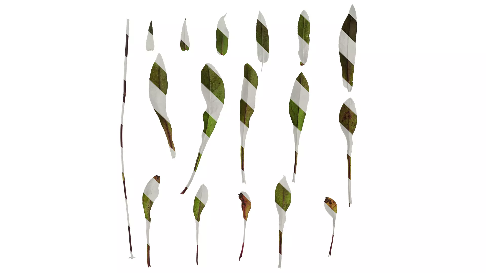 Anydrafts Penstemon digitalis Leaf 02 Texture_0