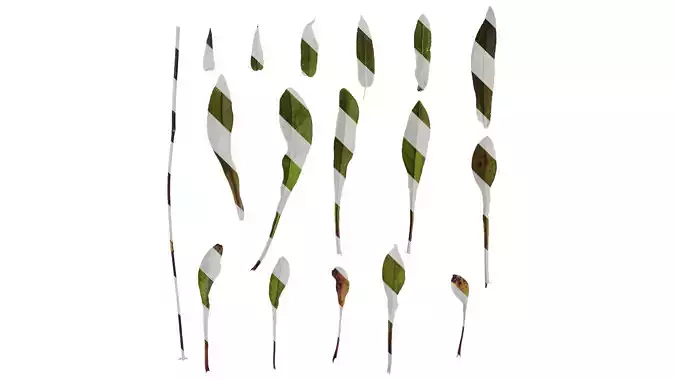 Anydrafts Penstemon digitalis Leaf 02