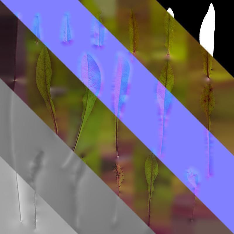 Anydrafts Penstemon digitalis Leaf 02 Texture_8